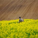 Firmy zajmujące się produkcją maszyn posiadają w propozycji typowe modele